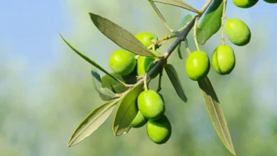 Olive Trees: A Detailed and Unique Overview