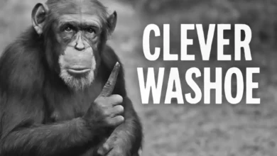 Clever Washoe: The Revolutionary Chimp Who Redefined Language